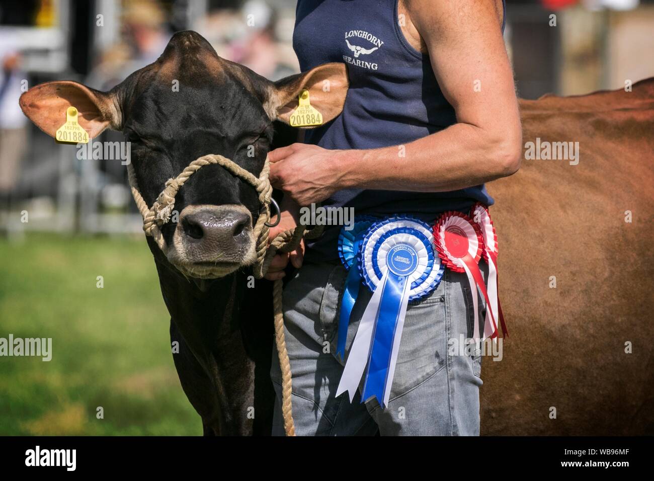 Agriculture bull trophy prize winning cow hi-res stock photography and ...