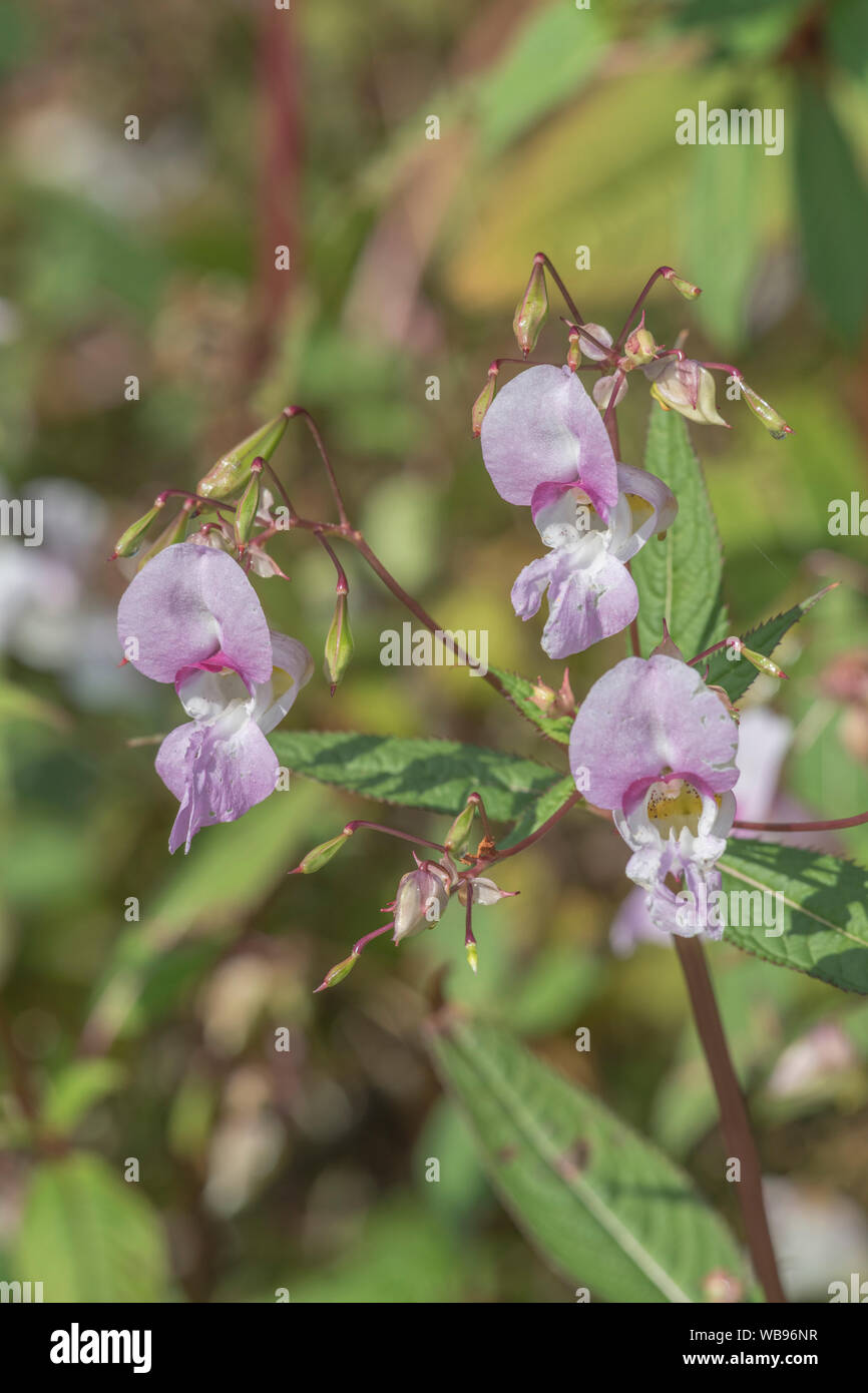 Flowers and upper leaves of the troublesome Himalayan Balsam / Impatiens glandulifera - which likes damp soils / ground, riversides, river banks. Stock Photo