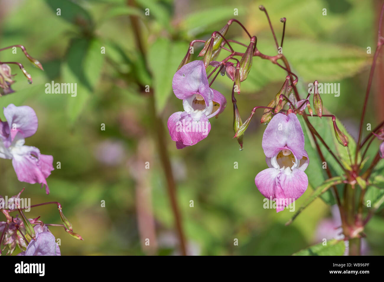 Flowers and upper leaves of the troublesome Himalayan Balsam / Impatiens glandulifera - which likes damp soils / ground, riversides, river banks. Stock Photo