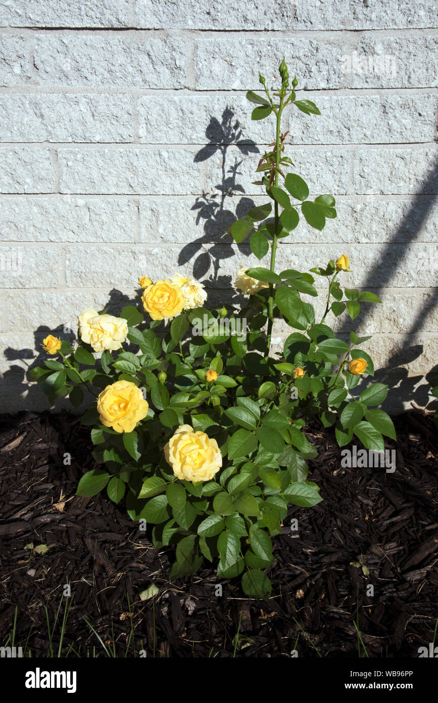 Julia Child floribunda rosebush planted in black mulch. Stock Photo
