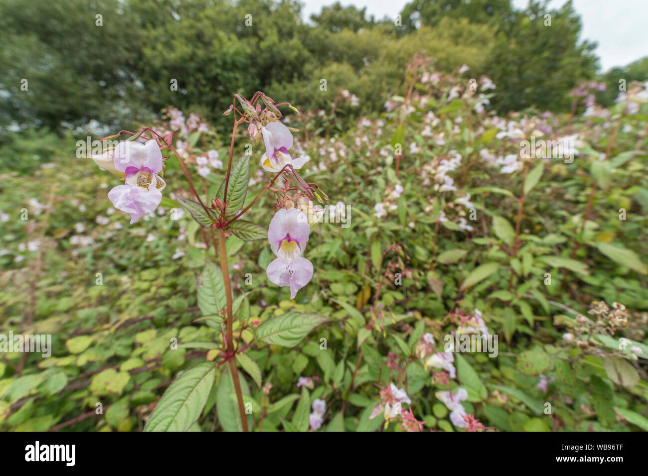 Flowers and upper leaves of a troublesome Himalayan Balsam / Impatiens glandulifera weed patch. Likes damp soils / ground. Himalayan balsam invasion. Stock Photo