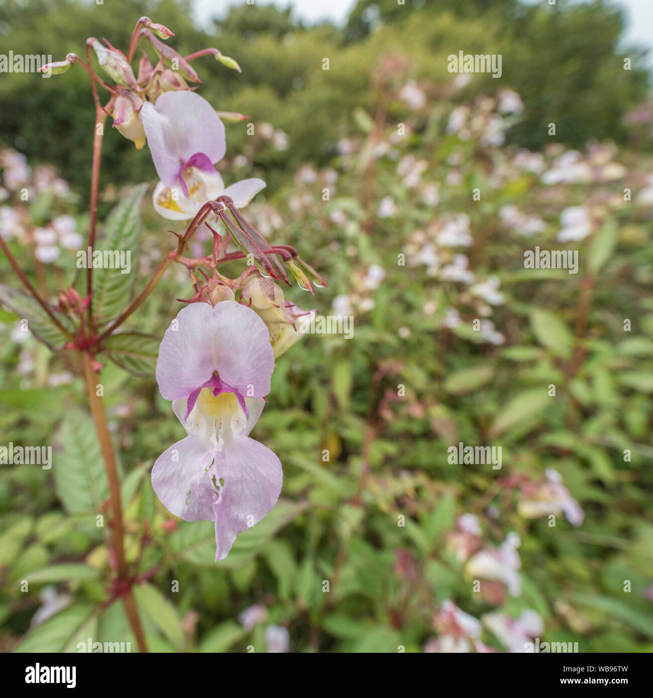 Flowers and upper leaves of a troublesome Himalayan Balsam / Impatiens glandulifera weed patch. Likes damp soils / ground. Himalayan balsam invasion. Stock Photo