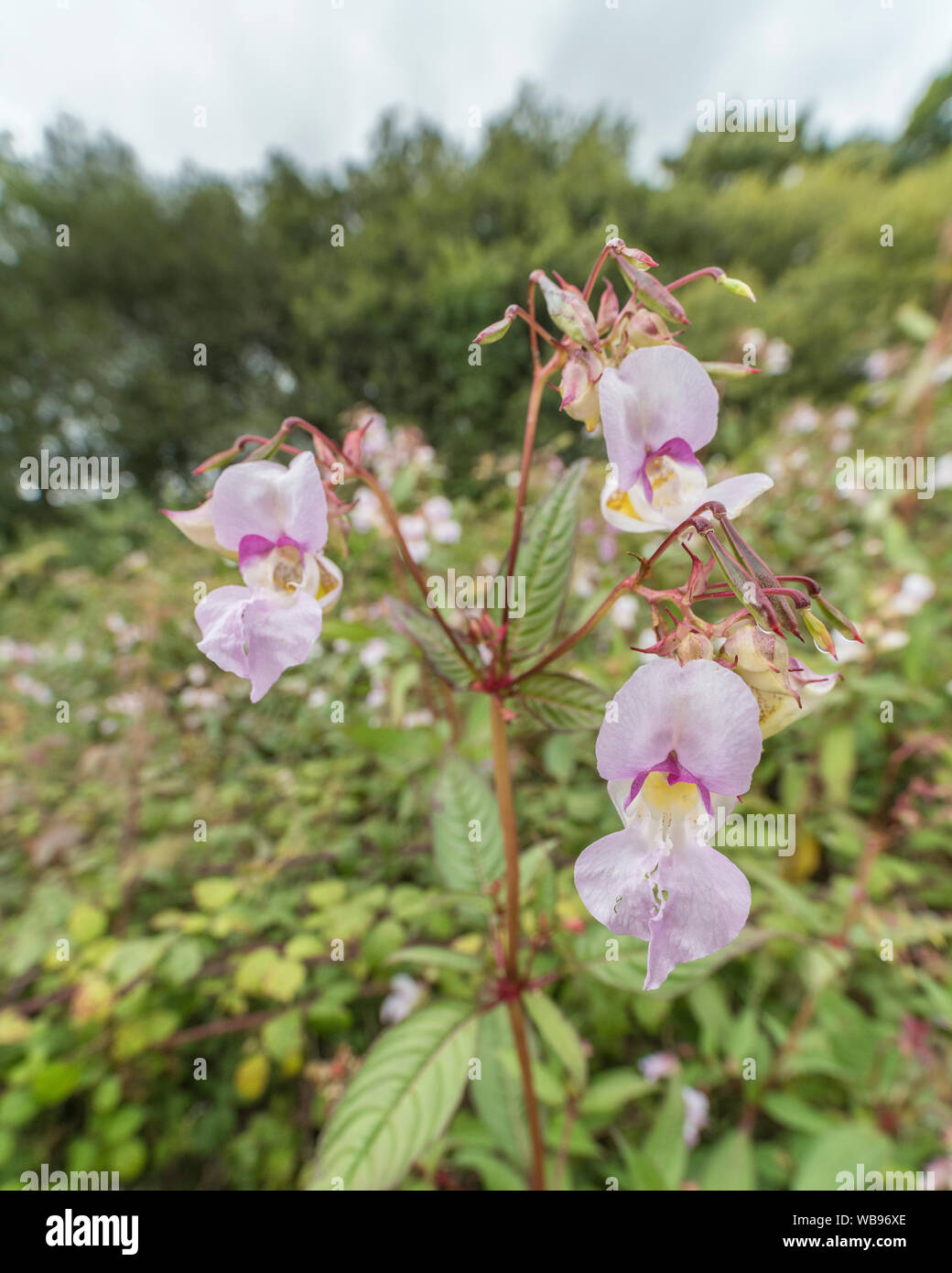Flowers and upper leaves of a troublesome Himalayan Balsam / Impatiens glandulifera weed patch. Likes damp soils / ground. Himalayan balsam invasion. Stock Photo