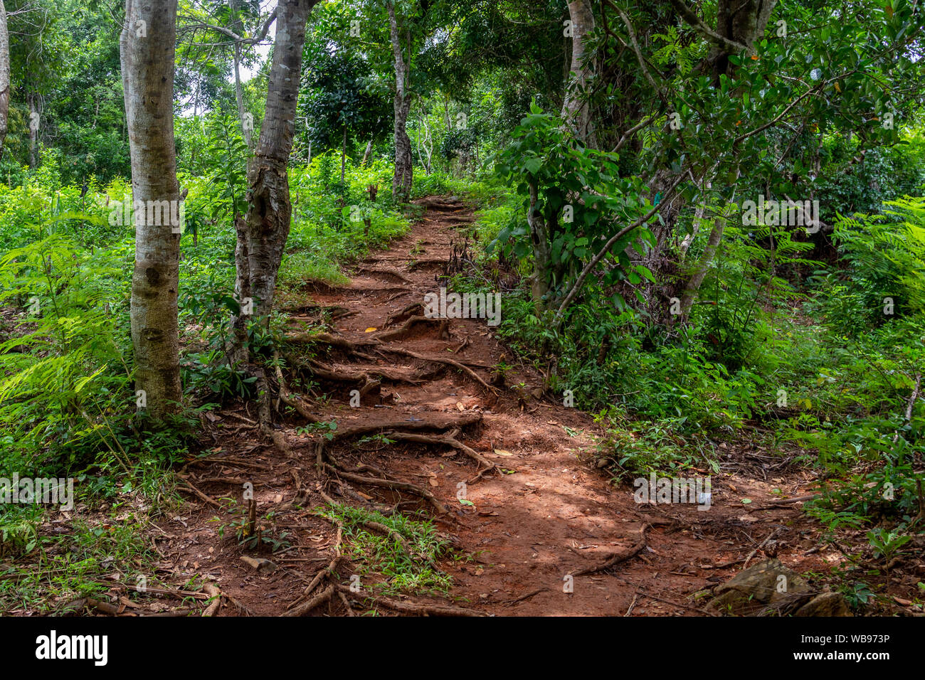 Path through the rainforest of Lokobe nature strict reserve in Madagascar, Nosy Be, Africa Stock Photo