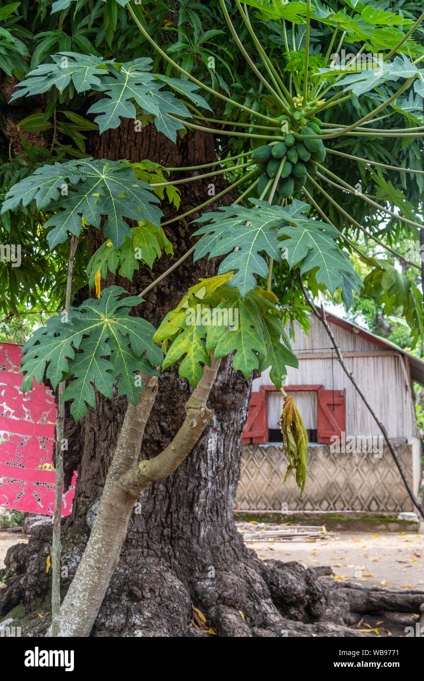 Tree in a village in Lokobe nature strict reserve in Madagascar, Nosy Be, Africa Stock Photo