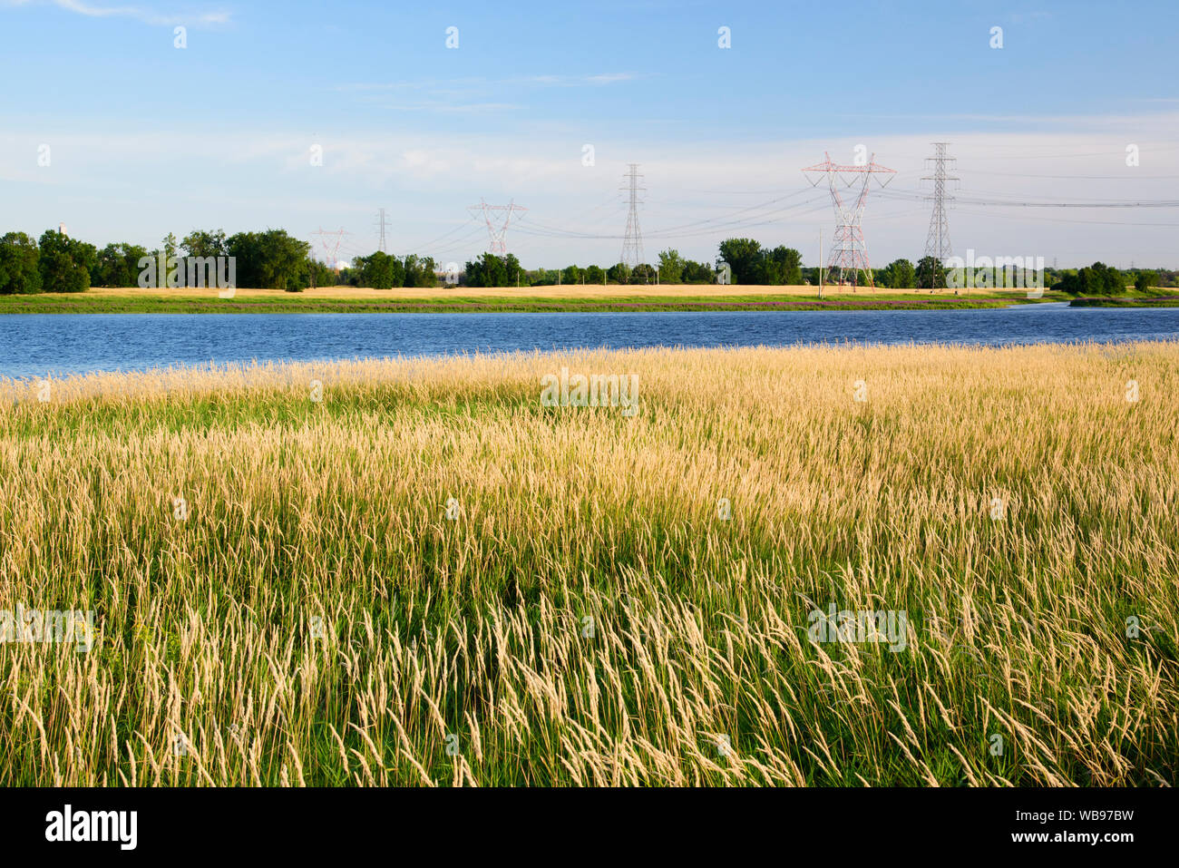 Riverbank of Rivière des Prairies covered with reed canary grass (phalaris arundinacea) with Hydro Québec powerlines in the background. Laval, Canada. Stock Photo