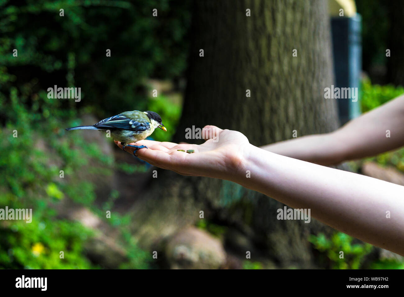 Feeding birds at Lazienki Krolewskie, bird sitting on palm picking up a seed (Royals Baths Park), Warsaw, Poland Stock Photo