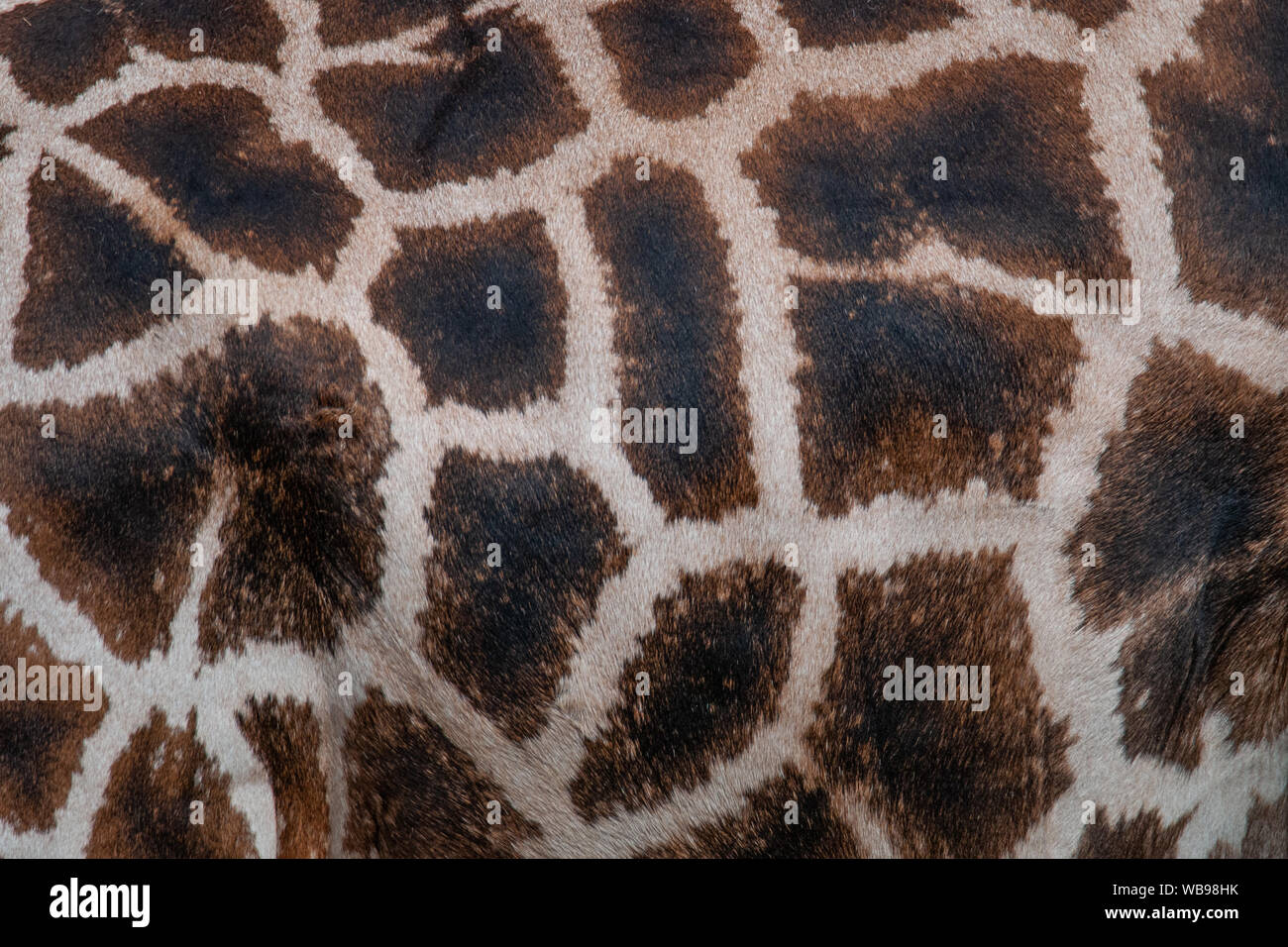 Rothschild's Giraffe (Giraffa camelopardis rothschildi) skin, a beautiful mammal which lives in african savannas Stock Photo