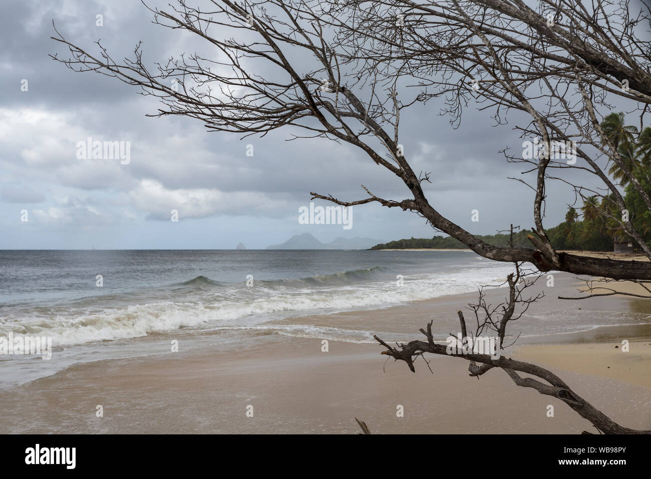 The beach of Les Salines near to Sainte Anne, Martinique. Stock Photo