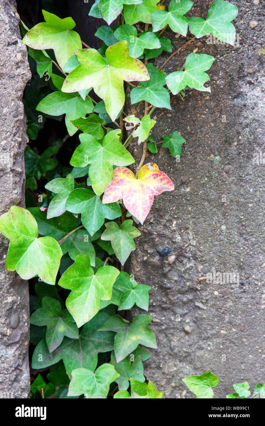 recaptured by nature, tree fire in a wall opening. Hedera helix also called Common Ivy or Common Ivy. Stock Photo