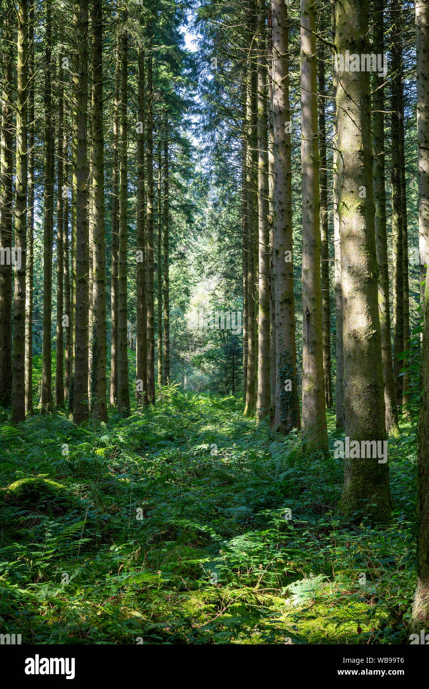 Sunlight trees ferns forest hi-res stock photography and images - Alamy