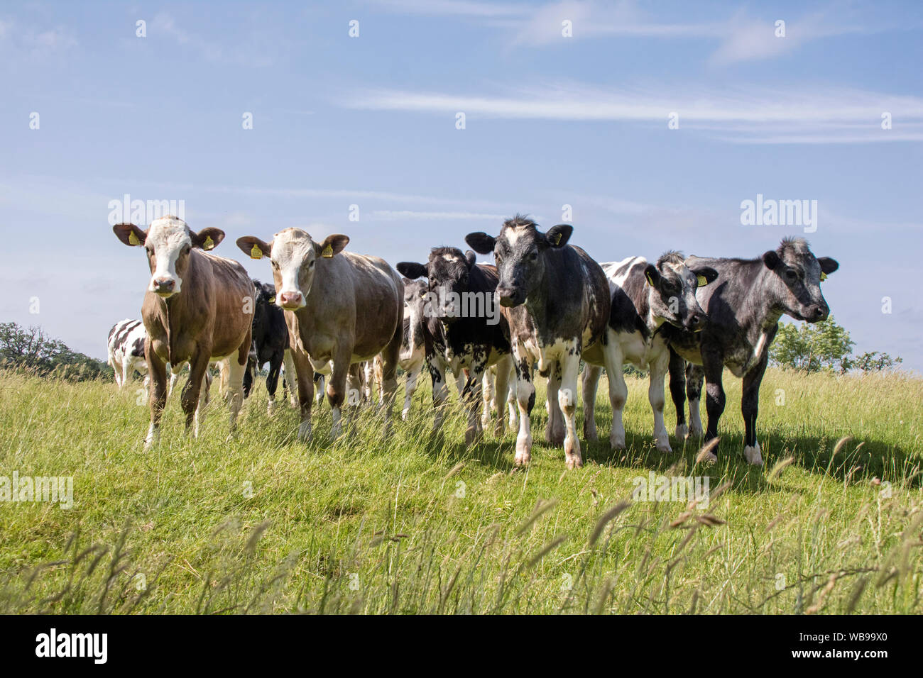 Herd of Cattle, England, UK Stock Photo