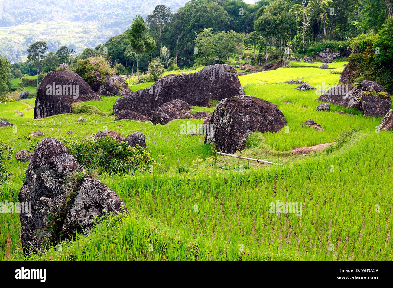 Indonesia - green rice terraces in Tana Toraja, South Sulawesi Stock Photo