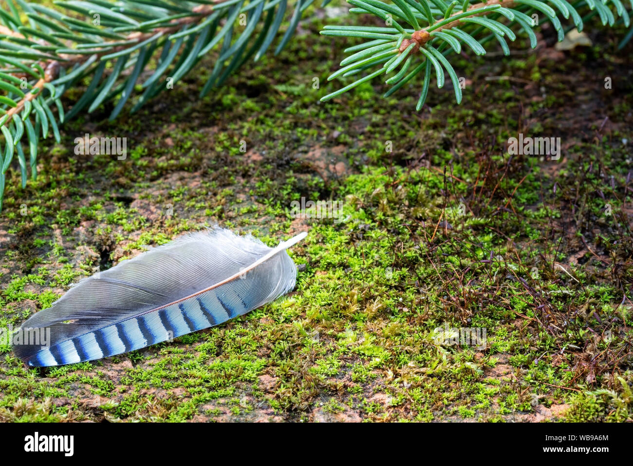 Blue jay feather, symbol of good luck, with copy space Stock Photo