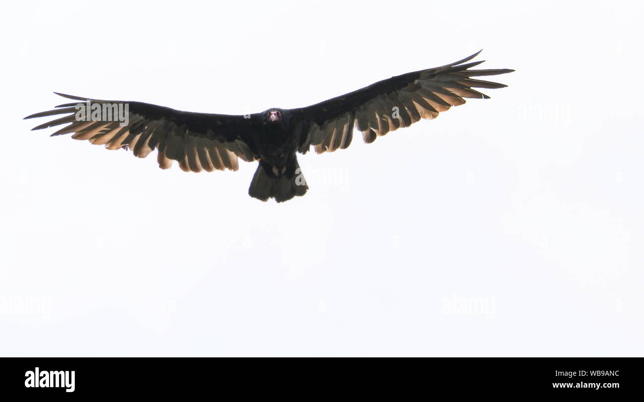 Vulture in Flight near Comox, British Columbia (Are you dead yet?) Stock Photo