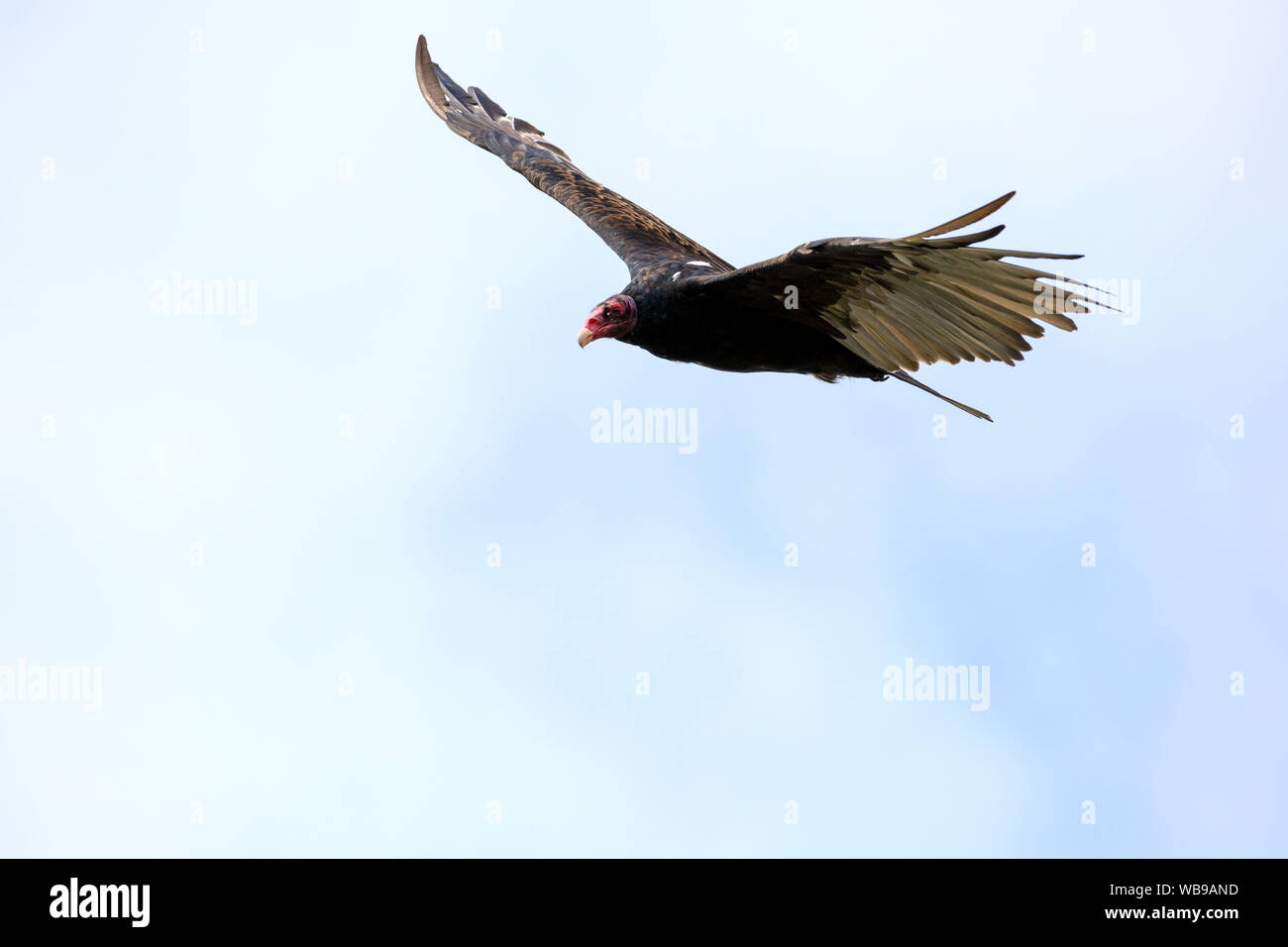 Vulture in Flight by the Comox Estuary Stock Photo