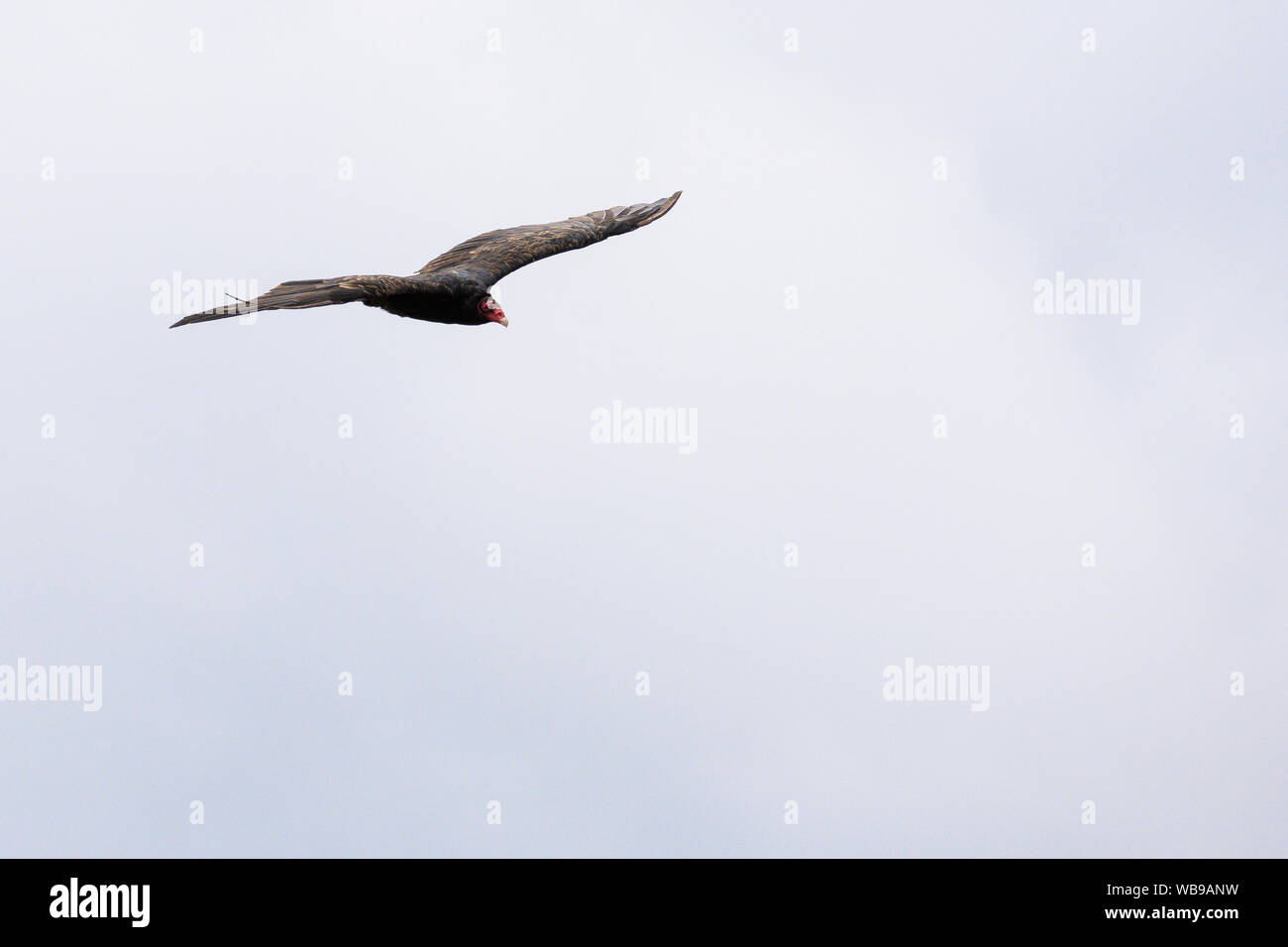 Turkey Vulture in Flight by the Comox Estuary in British Columbia Stock Photo