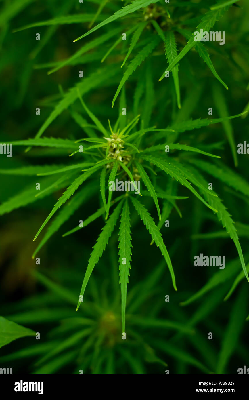 Hemp growing wild in rural areas Stock Photo