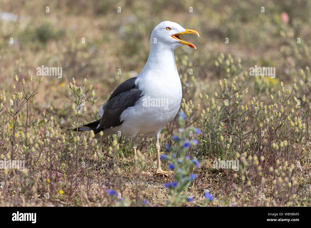Yellow legs seagull hires stock photography and images Alamy
