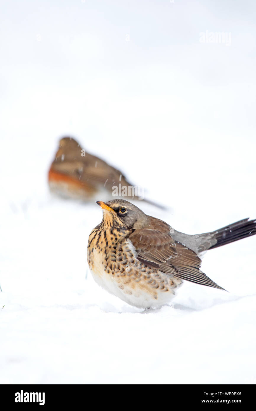 Fieldfare 'Turdus pilaris' and a Redwing 'Turdus iliacus' in a winter landscape, Britain, UK Stock Photo