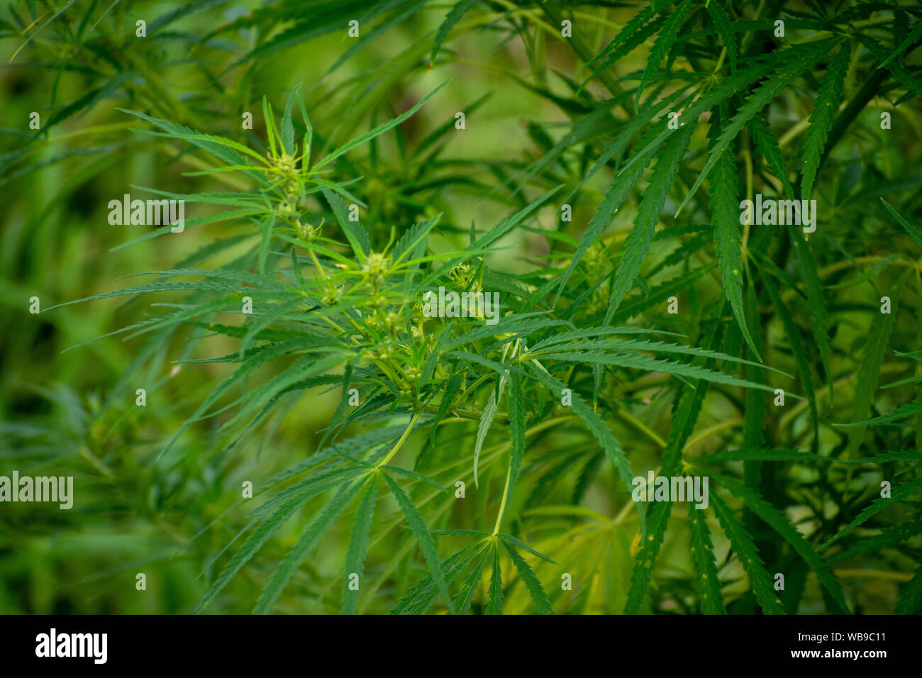 Hemp growing wild in rural areas Stock Photo