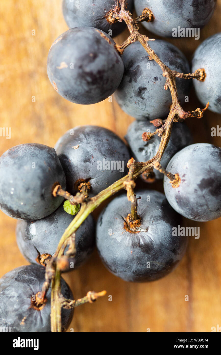 A macro shot of muscadine grapes (Vitis rotundifolia) reveals the fruit