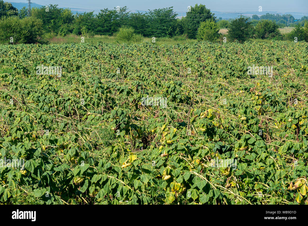 Damage from hurricane crop. Crop insurance. Destroyed wheat. Stock Photo