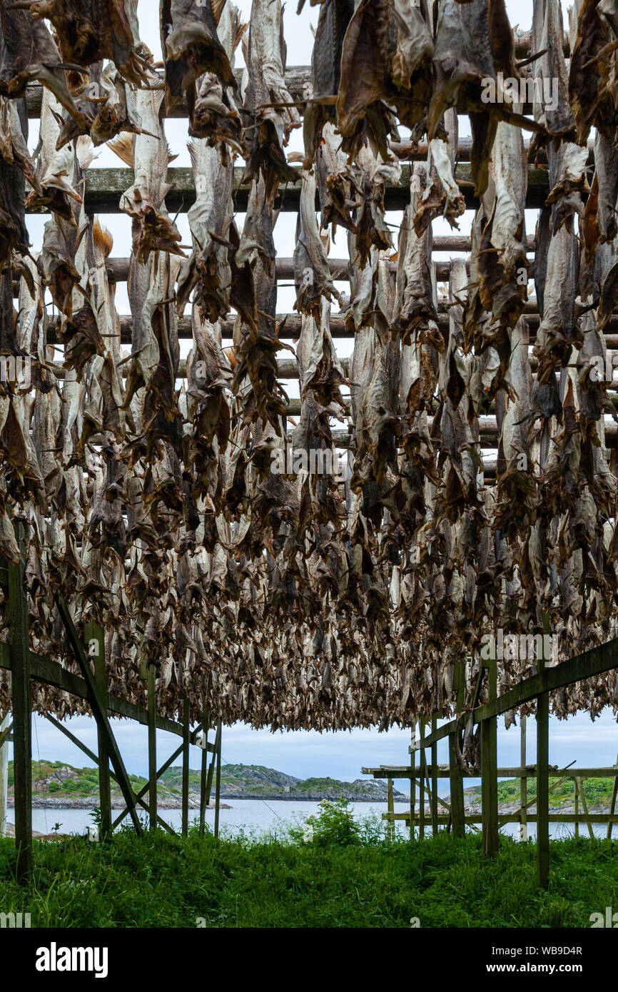 Cod drying on traditional wooden racks in Lofoten, Norway Stock Photo