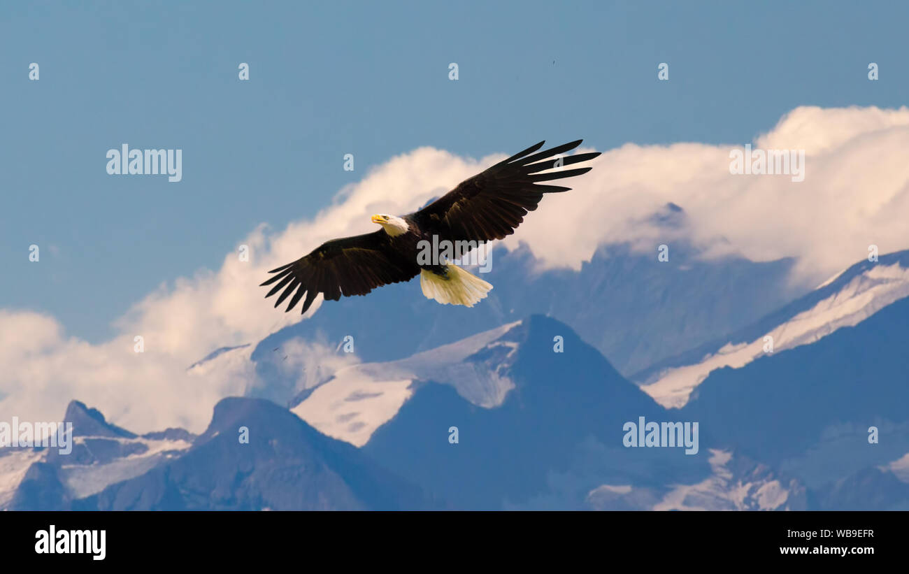 Bald eagle flying and gliding slowly and majestic on the sky over high mountains. Concept of wildlife and pure nature. Stock Photo