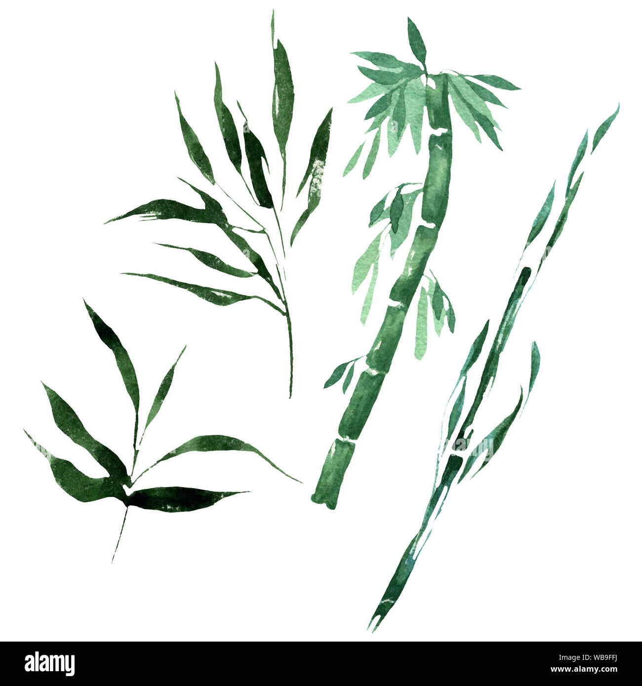 Bamboo green leaves and stalks. Watercolor background illustration set ...