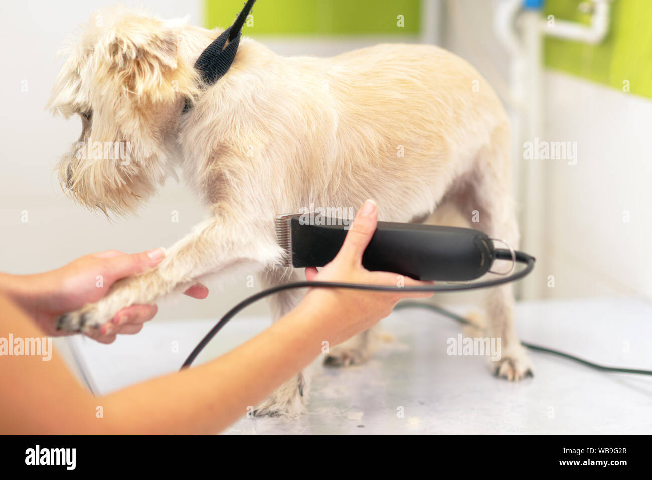 Female groomer trimming dog hair with clipper. Woman working in pet shop. Groomer trimming dog hair with clipper .  Stock Photo