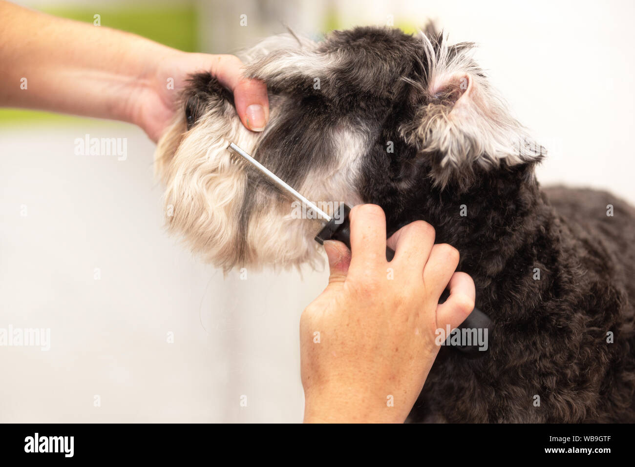 combing dog