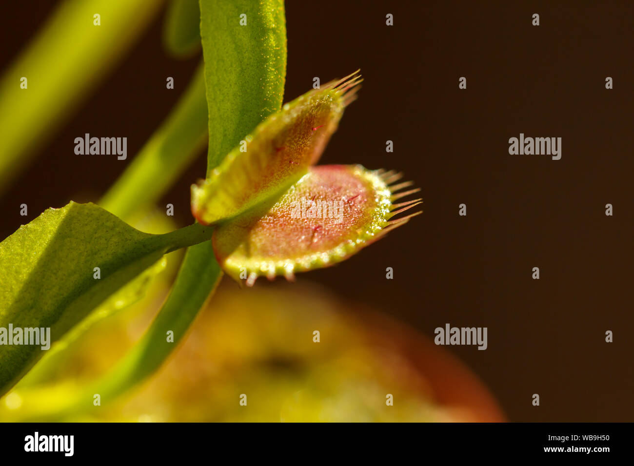Close up of a venus fly trap with it's mouth open, wiating for food Stock Photo