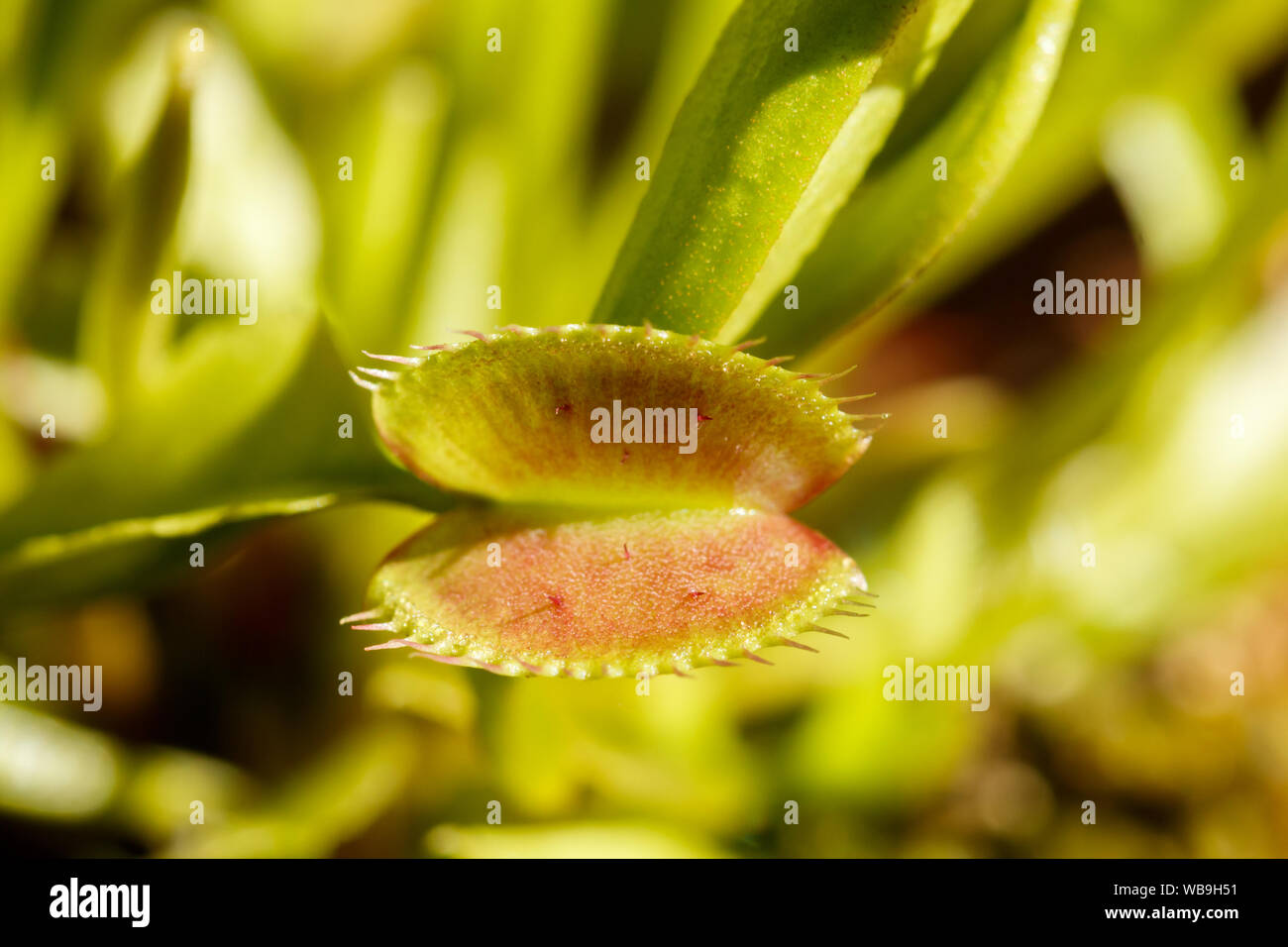 Venus fly trap hires stock photography and images Alamy