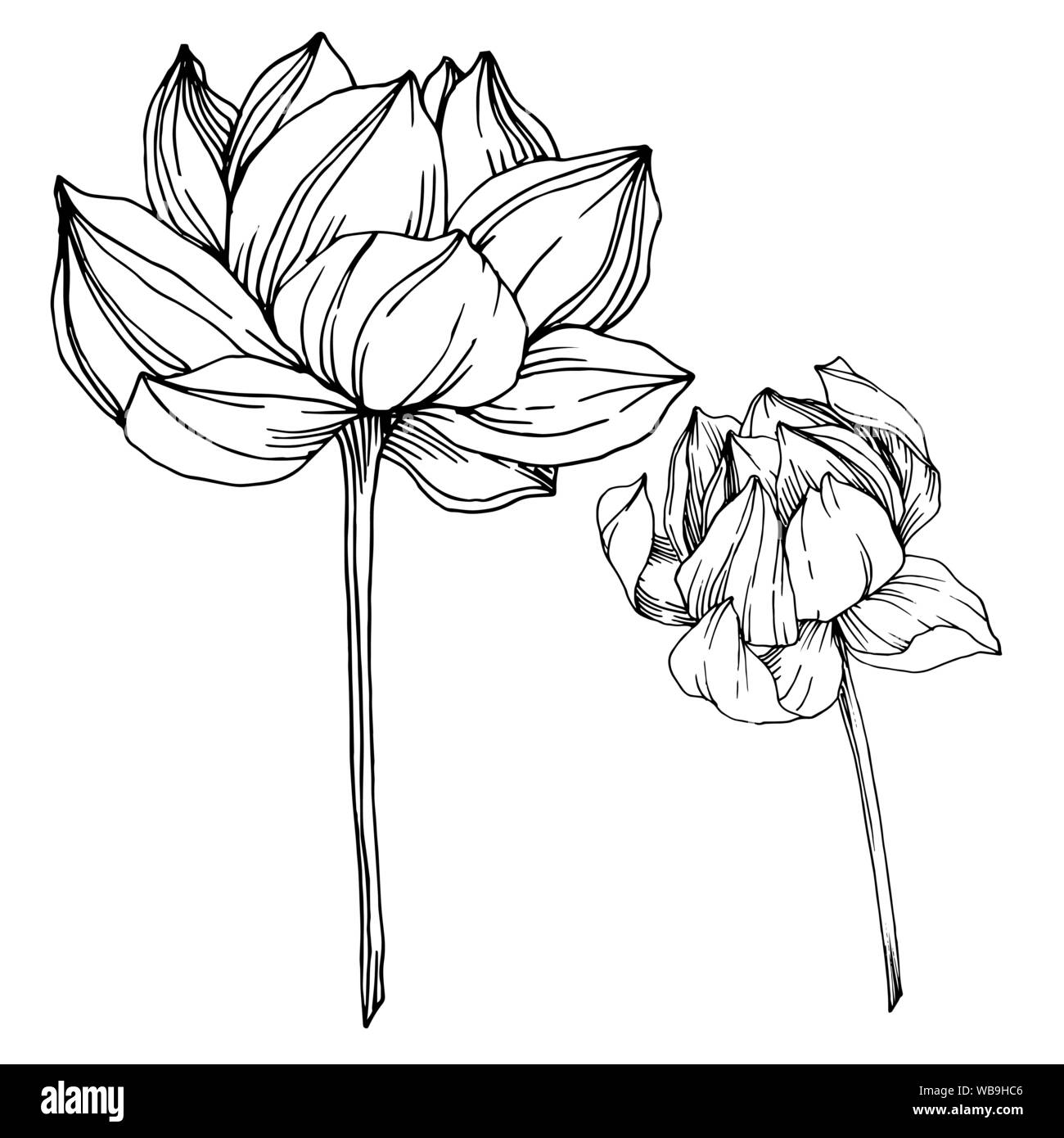 Vector Lotus floral botanical flowers. Black and white engraved ink art ...