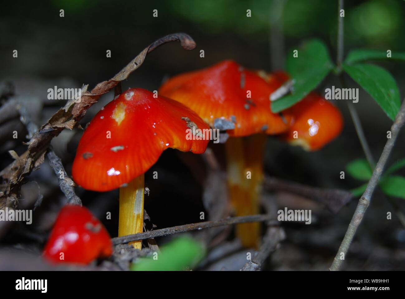 Bright red mushroom hi-res stock photography and images - Alamy