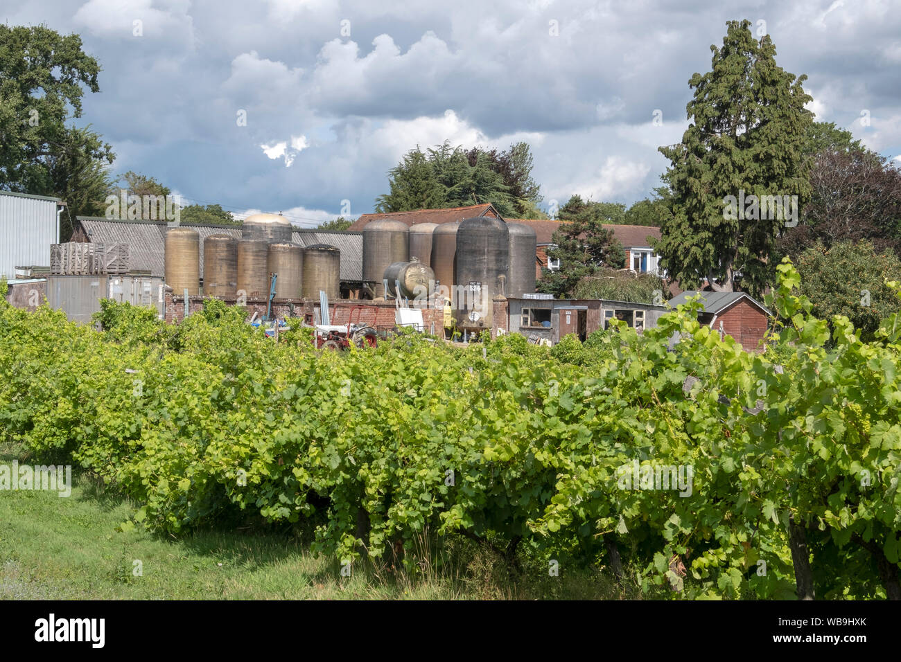 Grape vines and wine storage vats at Carr Taylor vineyard, Westfield, East Sussex, UK Stock Photo