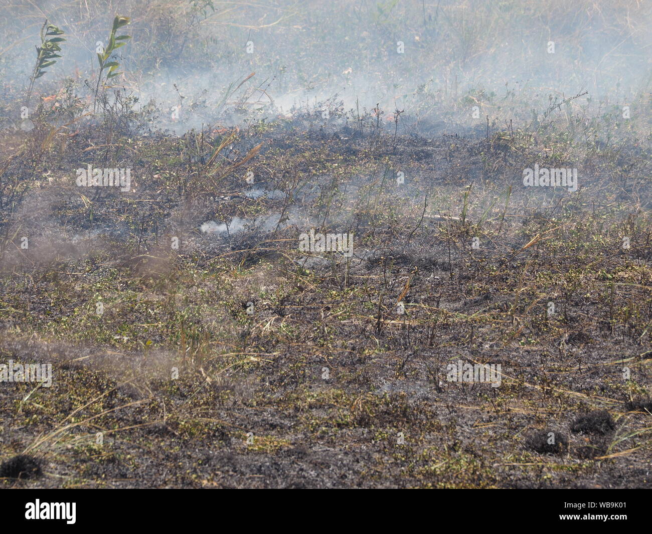 Burning of straw on the field. strong wind Stock Photo Alamy