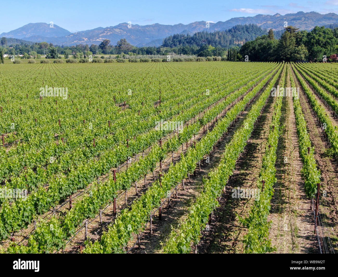 Aerial view of vineyard in Napa Valley. Napa County, in California's Wine Country. Vineyards