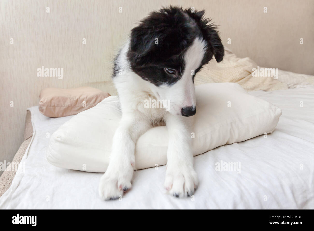 Funny portrait of cute smilling puppy dog border collie lay on pillow