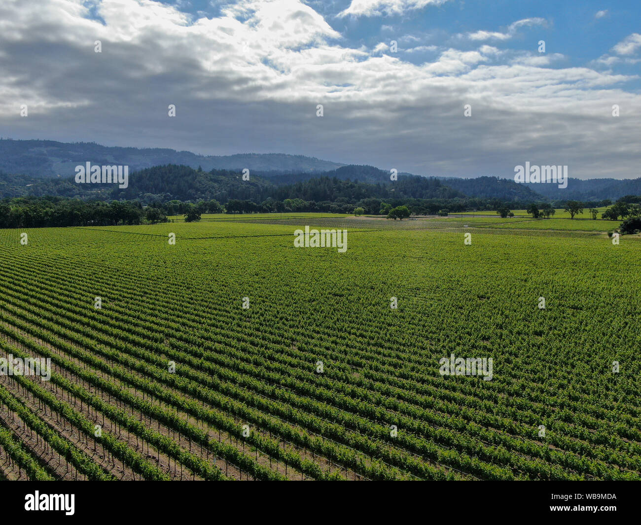 Aerial view of vineyard in Napa Valley. Napa County, in California's Wine Country. Vineyards landscape. Stock Photo