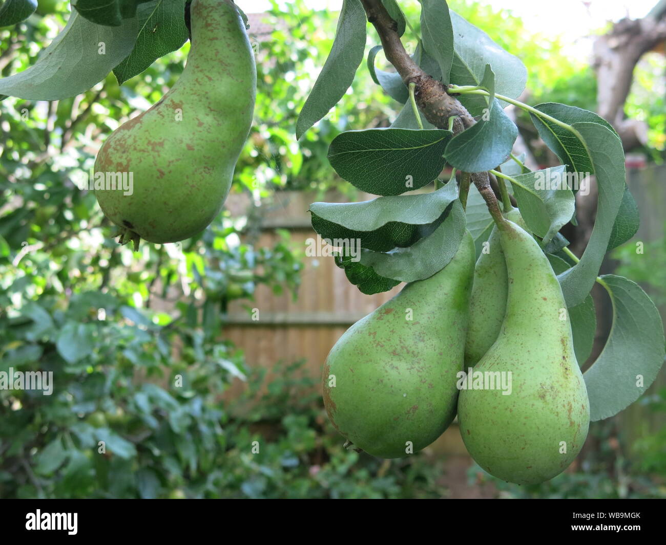 Close-up of three green pears of the variety 'Concorde' getting larger & riper on a garden tree as the English summer progresses towards harvest time. Stock Photo