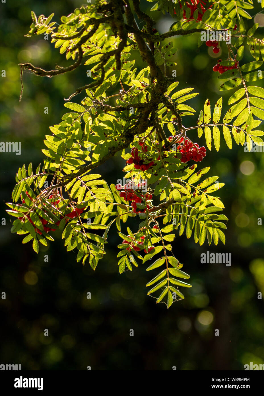 Mountain Ash Tree with Red Berries in UK Stock Photo Alamy