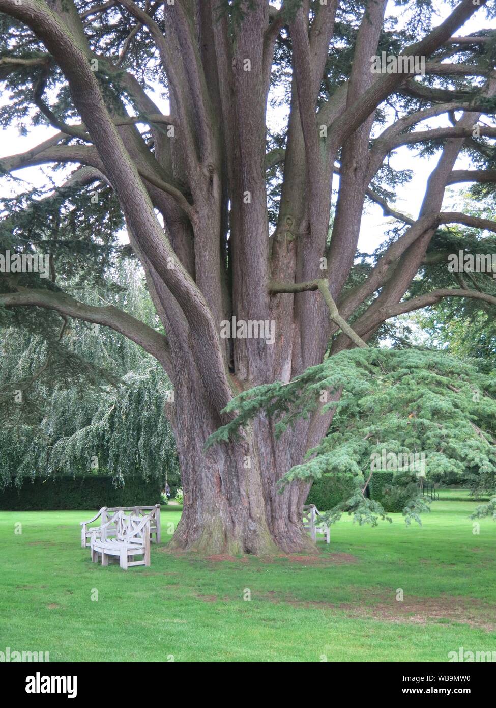 White garden seats surround the large girth of an ancient Cedar of