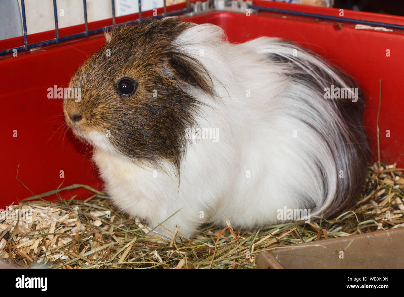 Gray and white guinea pig in a cage Stock Photo Alamy