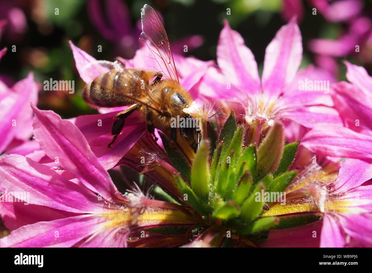 Honey Bee (Apis mellifera) collecting pollen from a pink Fan Flower