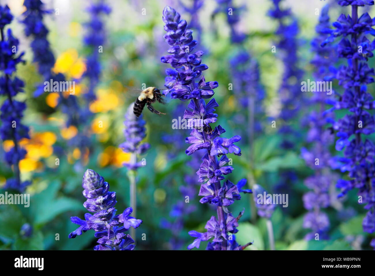 Bumblebee approaching a Mealycup sage (Salvia farinacea) flower. Bees
