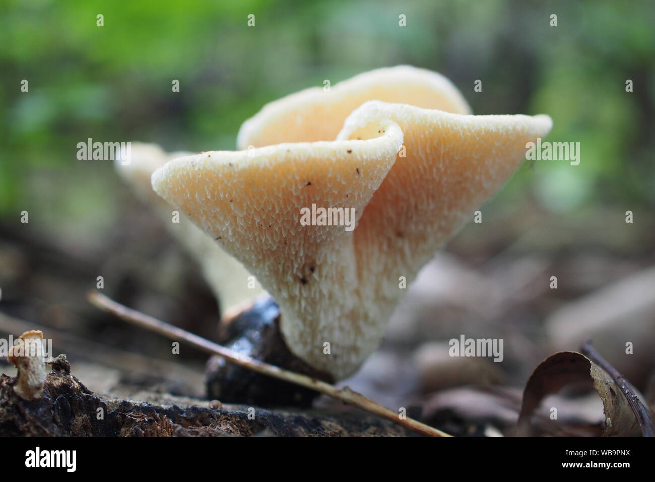 Pig's ear (Gomphus clavatus) mushroom in a forest outside of Osgoode, Ontario, Canada. Stock Photo