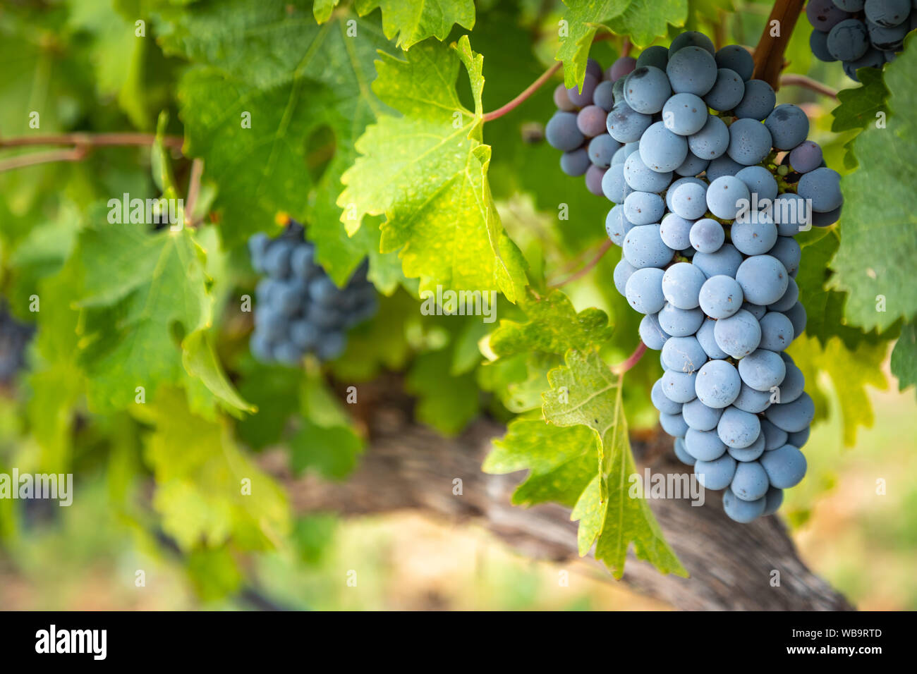 Lush Wine Grapes Clusters Hanging On The Vine Stock Photo - Alamy