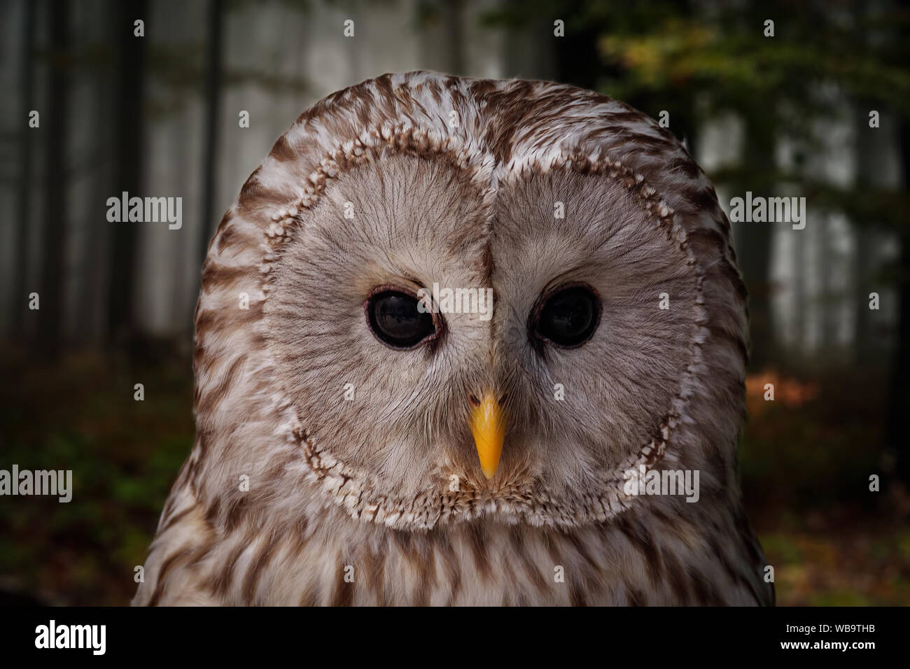 Owl, close up portrait in dark forest. Wlidlife concept. Stock Photo